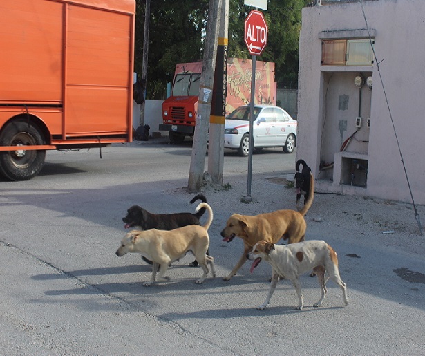 perros ok