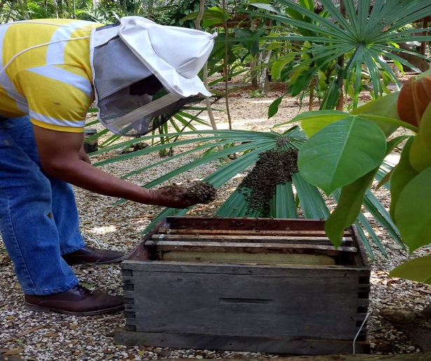 abejas 2