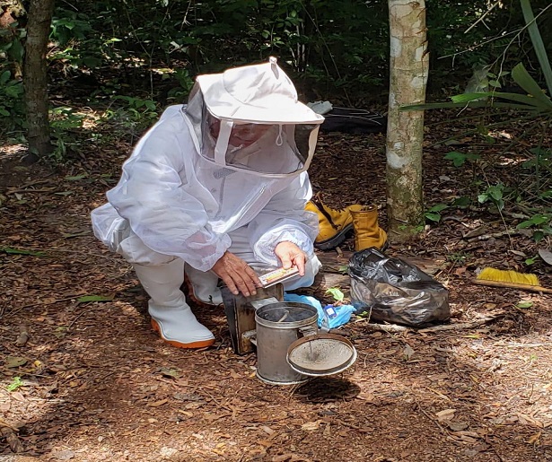 abejas