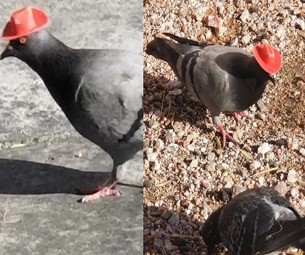 palomas ok
