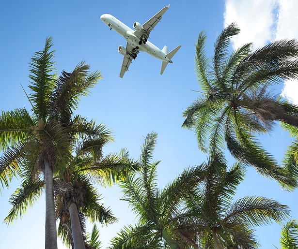 Palm Trees And Airplane