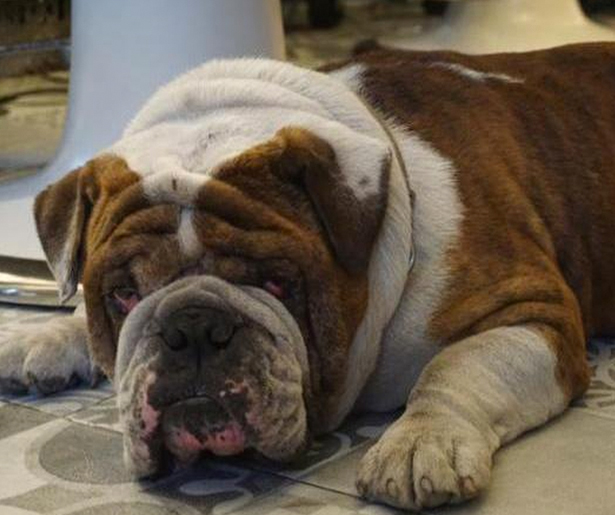 bulldog Bulldog