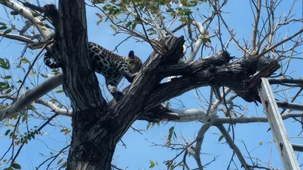 rescatan jaguar 2
