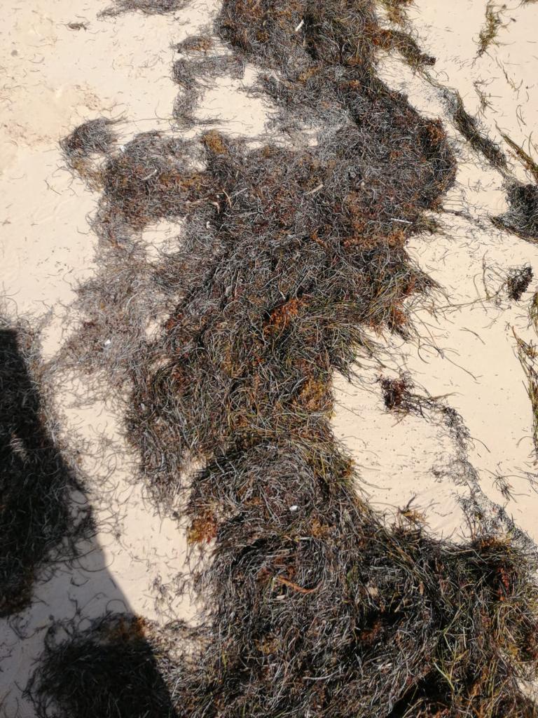 pasto marino