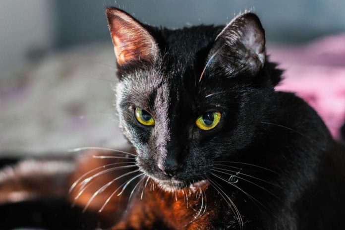 animal-2178983_1920 https://laopinion.com/2019/09/24/la-macabra-razon-por-la-que-aumenta-la-desaparicion-de-gatos-negros-en-octubre-mes-de-halloween/