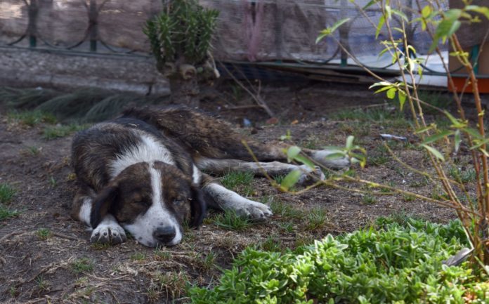 antes-de-adoptar-un-perro
